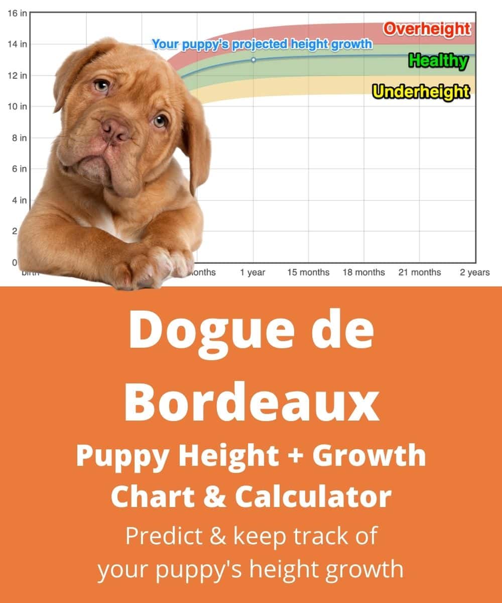 dogue-de-bordeaux Puppy height Growth Chart